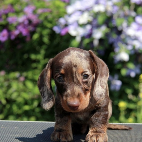 Dachshund Nobu