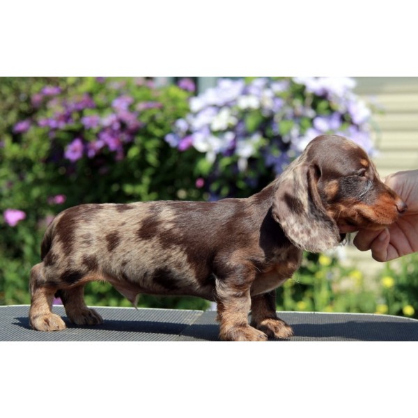 Dachshund Nobu 3