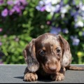 Dachshund Nobu 2