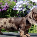 Dachshund Nobu 3