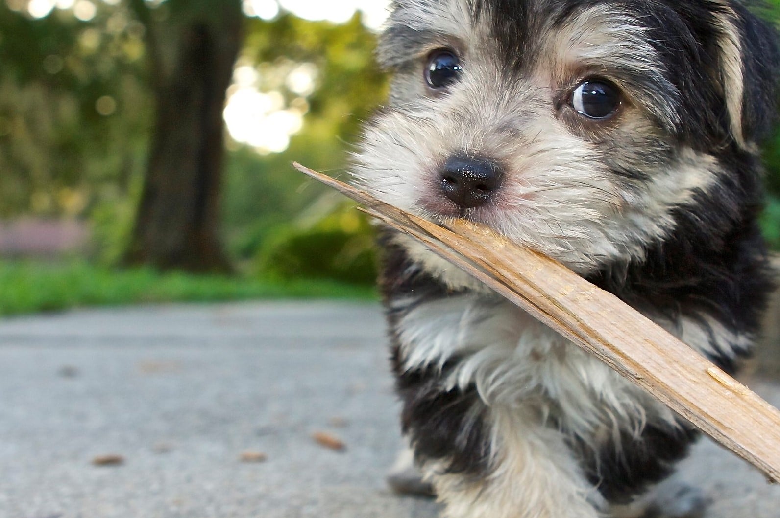  Malta Terrier Kırması 