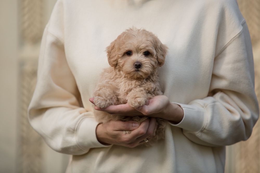  Maltipoo Cinsi 