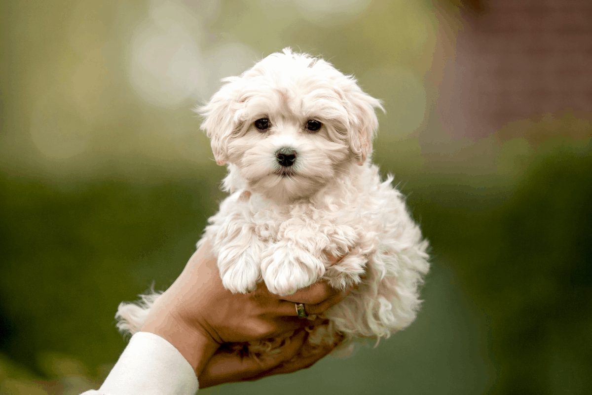  Maltipoo Köpek 