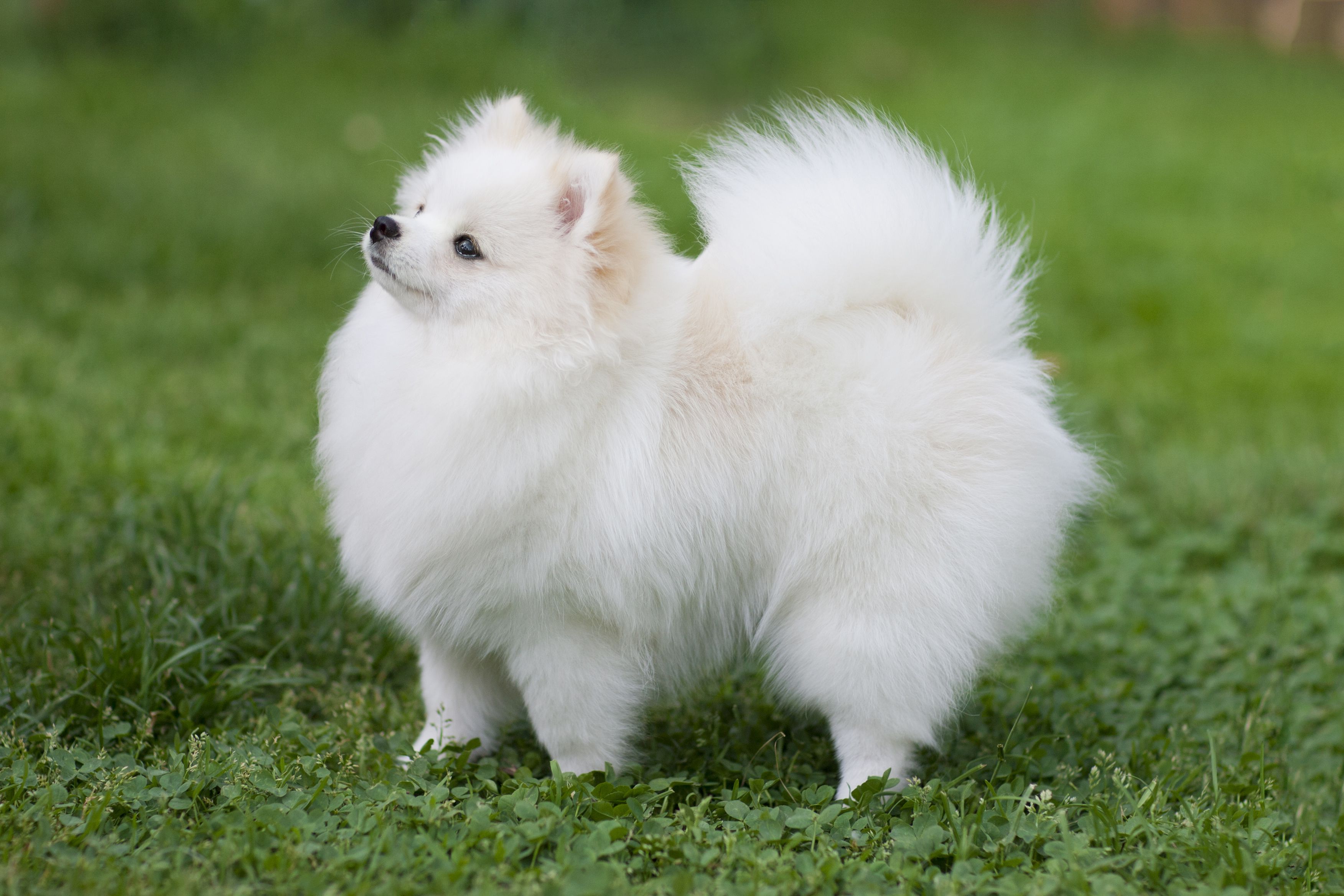  Yavru Pomeranian 